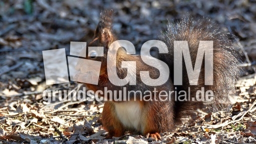 Eichhörnchen (2).jpg